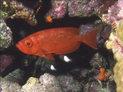Il a de gros yeux et une bouche oblique, avec une nageoire caudale en forme d'ventail :