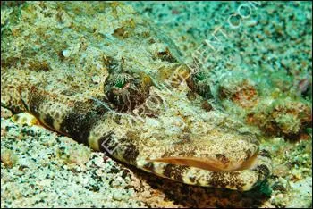 Quel est ce poisson qui se confond avec le fond sableux et les dbris coralliens ?