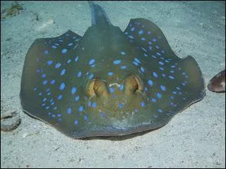 Cette raie est une :