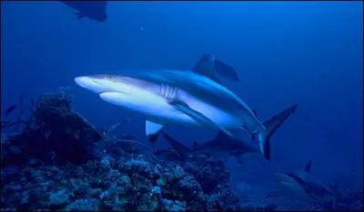 Communment nomm(e) requin gris de rcif ou encore requin  queue noire :