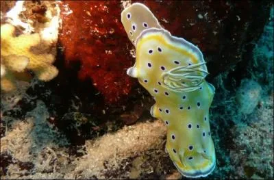 Animal reconnaissable  ses branchies ou ses papilles non protges par une coquille :