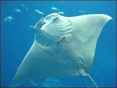 Cette raie est une :