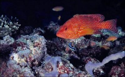 Le terme de mrou est un nom vernaculaire qui dsigne plusieurs espces de poissons. Quel est ce mrou ?