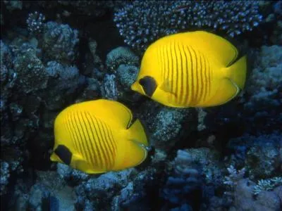 Ce petit poisson marin se rencontre souvent en couple :