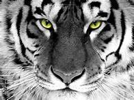 Quiz Animaux