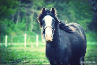 Un cheval peut-il tre soumis  de l'arthrose ?