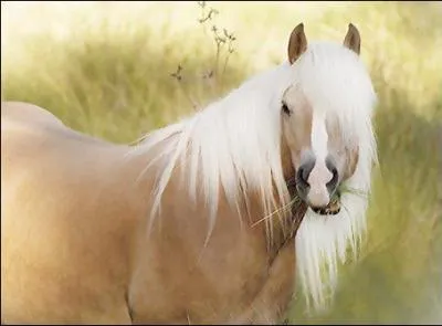 A quoi ressemblait l'anctre des quids ?