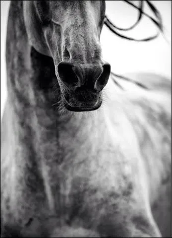 Les chevaux ont-ils des canines ?