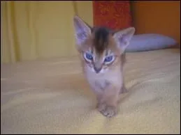 Quelle est cette race de chat ?