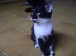 Quelle est cette race de chat ?