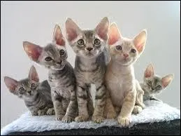 Quelle est cette race de chat ?