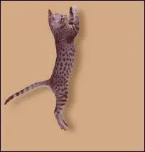 Quelle est cette race de chat ?