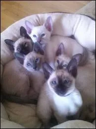 Quelle est cette race de chat ?