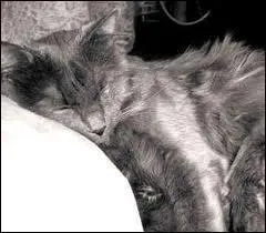 Quelle est cette race de chat ?