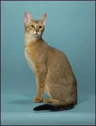 Quelle est cette race de chat ?
