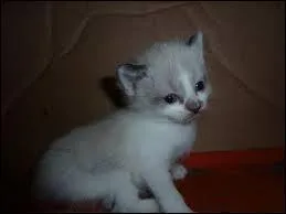 Quelle est cette race de chat ?