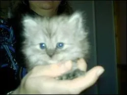 Quelle est cette race de chat ?