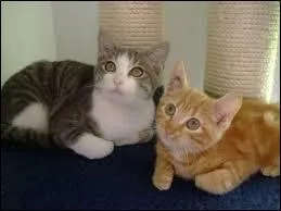 Quelle est cette race de chat ?