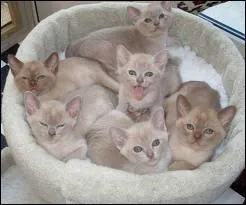 Quelle est cette race de chat ?