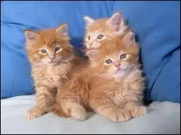 Quelle est cette race de chat ?