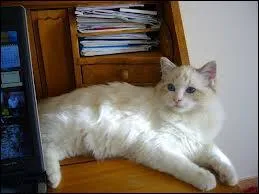 Quelle est cette race de chat ?