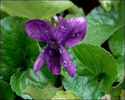 Comment sont qualifiées les violettes que chante Luis Mariano ?