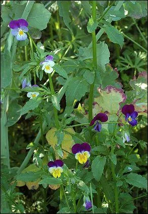 Celle-ci est une  viola tricolor . Est-ce une violette ou une pense ? Regardez bien la disposition des ptales.