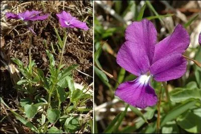 Cette espce est endmique des Pyrnes et des montagnes du nord de l'Espagne o elle crot dans les pturages et les landes. Regardez bien la disposition des ptales.