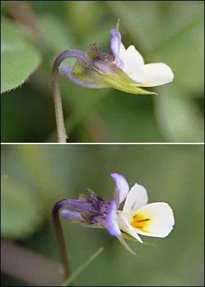 On trouve celle-ci dans les rocailles : la  viola saxatilis .