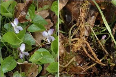 Elle crot dans les bois clairs d'un grand quart sud-est de la France et par endroits dans l'ouest. Elle porte un doux nom. Quel est-il ?