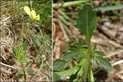 Est-ce une  viola lutea  ou  rubia  ?