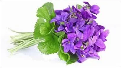 Que représentent respectivement la violette et la pensée dans le langage des fleurs ?