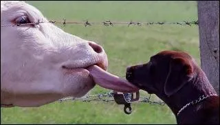 Bon revenons au boeuf, un kilo de sa viande fournit environ... ?