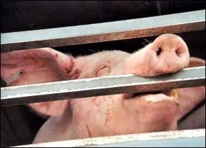 Revenons  la viande en gnral. Pour en produire un kilo combien de kilos de crales ou de produits vgtaux sont-ils ncessaires ?