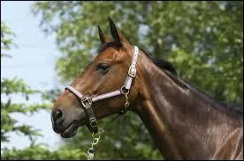 Grce  quoi emmne-t-on son cheval du pr  la barre d'attache ?