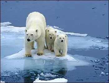 Les malheureux ours ... vont-ils survivre longtemps au ... Nord ?