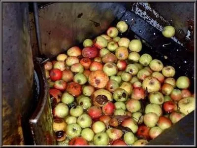 Pour quelle raison une varit de pommes  cidre s'appelle-t-elle  Gros Cul plein ?
