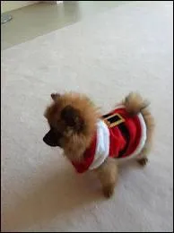 Comment s'appelle le chien ?