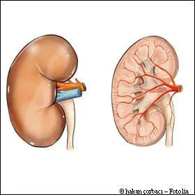 Le rein aussi assure une fonction hormonale. Quelle hormone trs prise des cyclistes des annes 90 est synthtise de faon naturelle par le rein ?