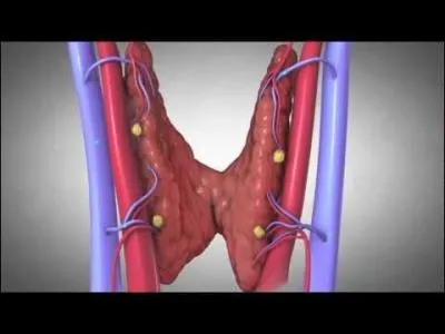 Les parathyrodes sont quatre petites glandes situes sur la face postrieure de la thyrode. Elles grent l'quilibre des concentrations de calcium et du phosphore. 
Laquelle de ces hormones est scrte par les parathyrodes ?