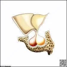 Si l'on comparait l'organisme  un pays, l'hypophyse serait son premier ministre : elle gre une grande partie des fonctions du corps. Par exemple, elle rgle la quantit d'urine  liminer par une hormone. Laquelle ?