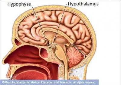 En reprenant la comparaison de la question 4, l'hypothalamus serait certainement le prsident de la Rpublique. C'est lui qui donne les ordres  l'hypophyse de stimuler telle ou telle fonction.
Par quelle hormone l'hypothalamus rgule-t-il la fonction de reproduction (testicule ou ovaire) ?