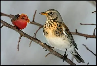 Et pour tout le monde des ----- farcies au foie gras, truffes, cuites en cocotte,  la parisienne.