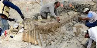 Quelle est cette partie du corps d'un dinosaure ?