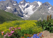 Quiz Les fleurs des montagnes