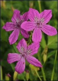 Quelle est cette fleur ?