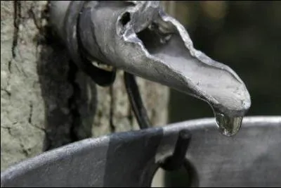 Que vous ayez rpondu 5 ou 15 ml, on doit avouer que c'est peu. Alors quelle quantit d'eau d'rable faut-il pour produire cette cuillre savoureuse ?