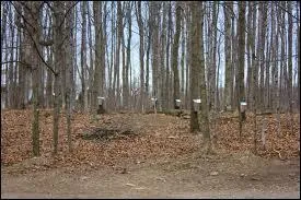 Mais pour rcolter cette eau, l'rable doit avoir un tronc d'au moins :