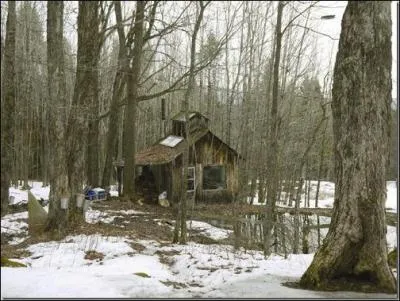 Donc avant de rcolter la moindre goutte d'eau de notre rable et, pour que le tronc soit  la bonne grosseur, nous devons attendre :