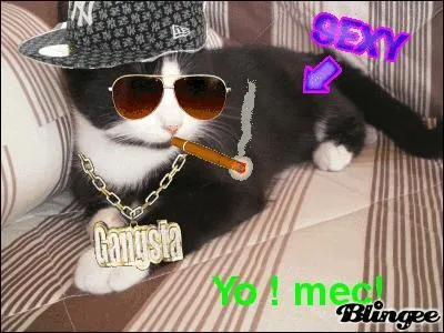 Si quelqu'un vous dit que vous tes son  Mate . Vous tes :